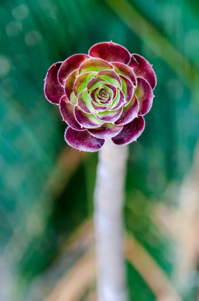 Fetbladsväxter simsii på montjuic cactus garden på barcelona — Stockfoto