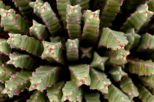 Cactus euforbia resinifea på montjuic Kaktusparken på barcelona — Stockfoto