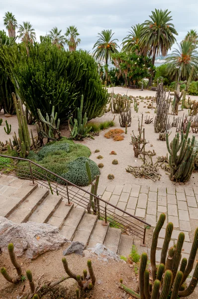 Kakteenpark auf dem Montjuic Hill mit vertikalem Blick auf Barcelona — Stockfoto