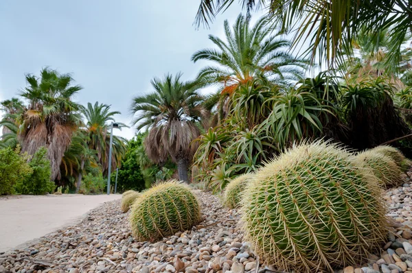 Echinocactus och andra på montjuic cactus garden på barcelona — Stockfoto