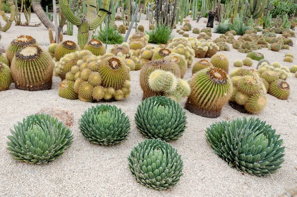 Echinocactus och andra på montjuic Kaktusparken på barcelona — Stockfoto