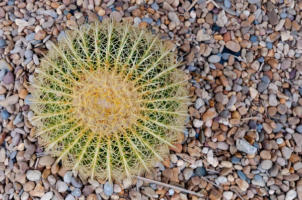 Echinocactus grusonii στο montjuic κάκτος κήπος της Βαρκελώνης — Φωτογραφία Αρχείου