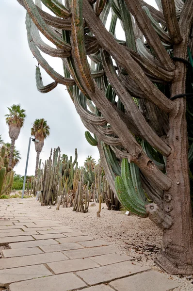 Sökvägen och kaktus på montjuic cactus garden på barcelona — Stockfoto