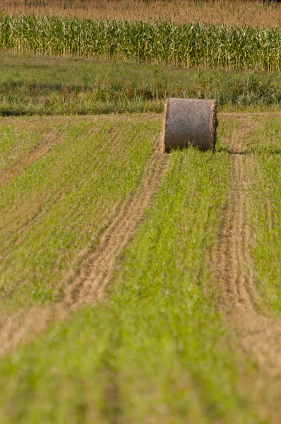 Rouleau de foin loin sur le terrain — Photo