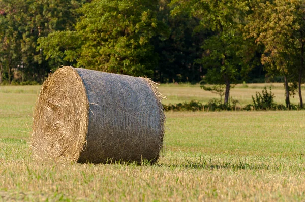 Hay roll on field background trees — Stock Photo, Image