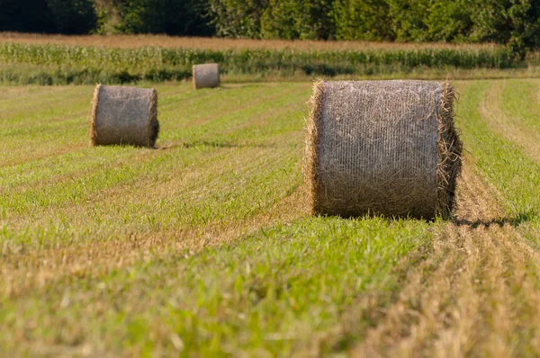 Tree hay rolls on field — Stock Photo, Image