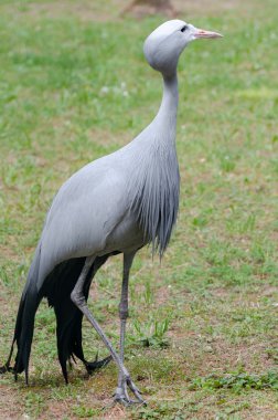 blue vinç yürüyüş