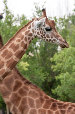 zürafa closeup baş ve boyun bacground başka bir zürafa