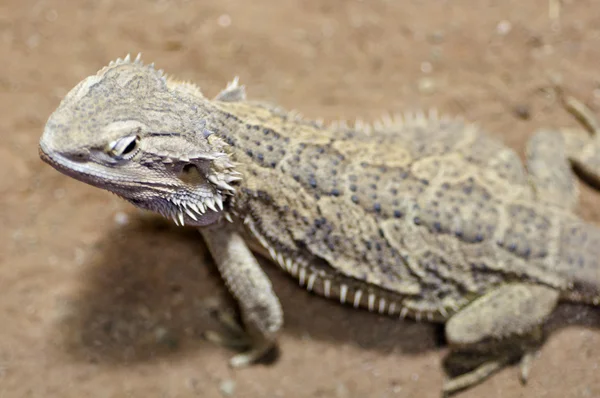 Bearded dragon close-up van bovenaf — Stockfoto