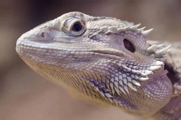 Bearded dragon  closeup ful head — Stock Photo, Image