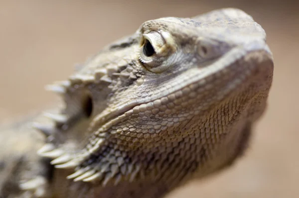Bearded dragon closeup head — Stock Photo, Image