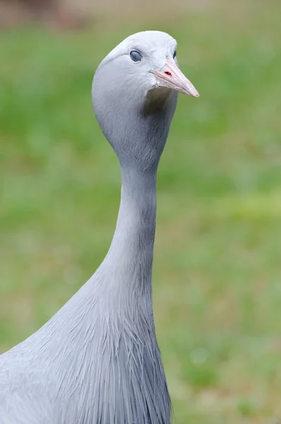 Blue crane portrait — Stock Photo, Image