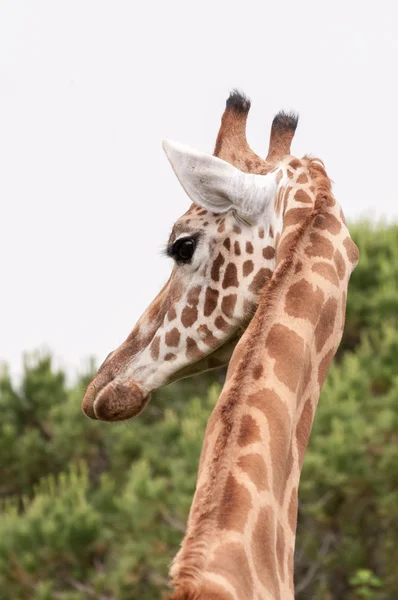 Girafe tête gros plan arrière vue — Photo