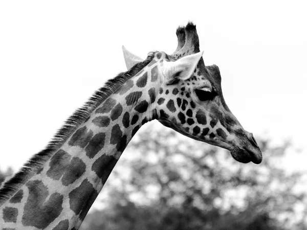 Giraffe nek en hoofd close-up bw — Stockfoto