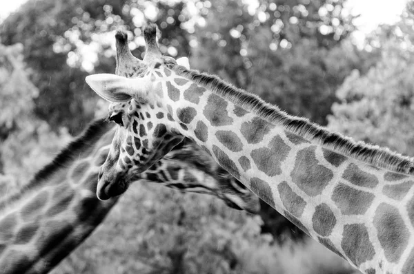 Giraffe two head and neck BW — Stock Photo, Image