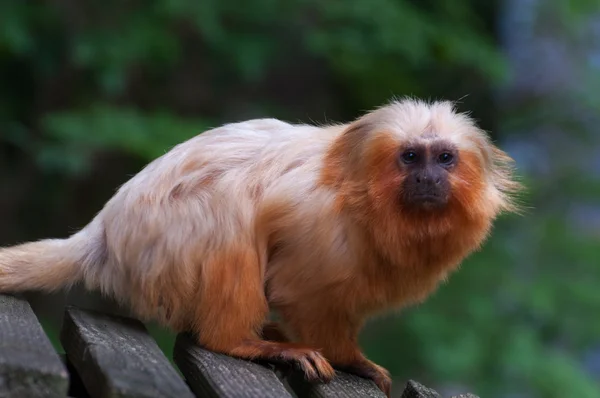 Lion doré tamarin isolé — Photo