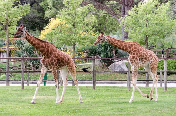 Giraffe two in captivity in a zoo — Stock Photo, Image