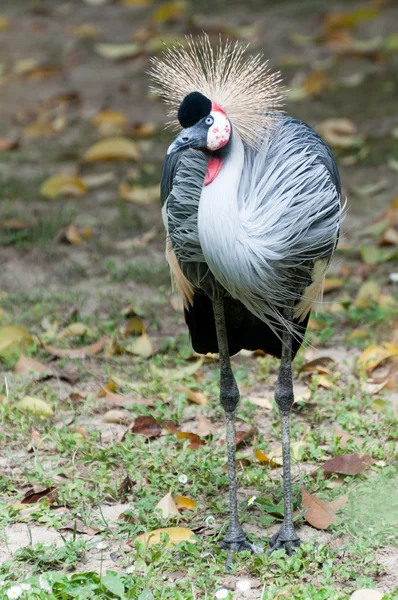 Grúa coronada gris de pie —  Fotos de Stock