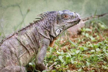 iguana Hayvanat Bahçesi portre üzerinde