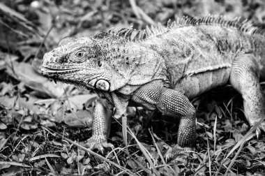 yürürken iguana bw çimen