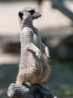 bir parça odun suricate ayakta