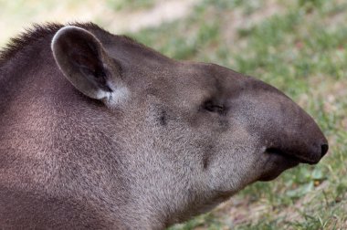 Tapirus terrestris portre portre
