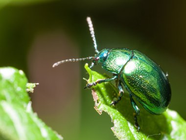 Mint Leaf Beetle - Chrysolina herbacea clipart