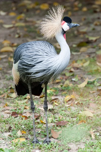 Grue couronnée grise debout à côté — Photo