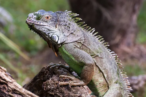 Iguana porträtt halva kroppen — Stockfoto