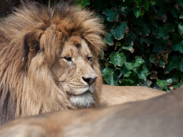 ライオン休息 — ストック写真