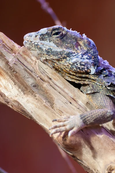 Lizard cordylidae changing skin resting on wood closeup vertical — Stock Photo, Image