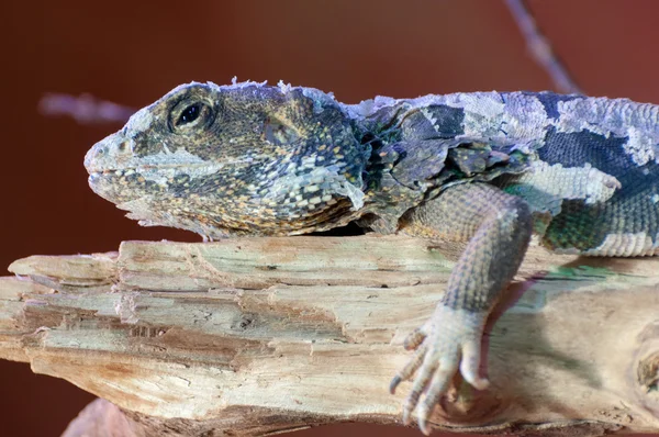 Lizard cordylidae changing skin resting on wood closeup — Stock Photo, Image