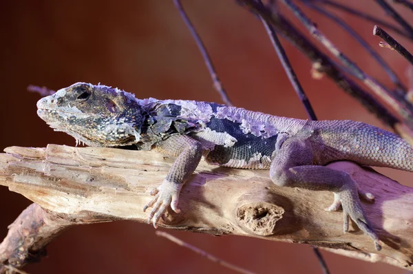 Lizard cordylidae changing skin resting on wood — Stock Photo, Image