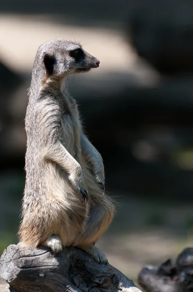 Suricate standing on a piece wood — Stock Photo, Image