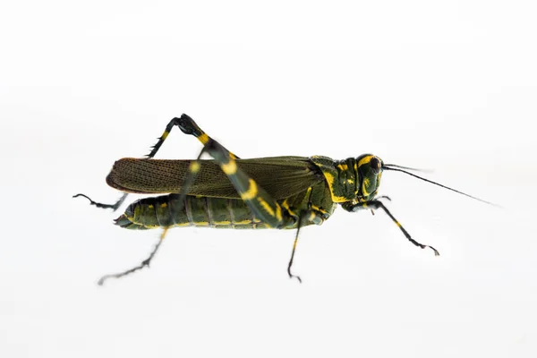 Grasshopper Frente Fundo Branco — Fotografia de Stock
