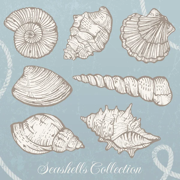 Schelpen collectie. — Stockvector