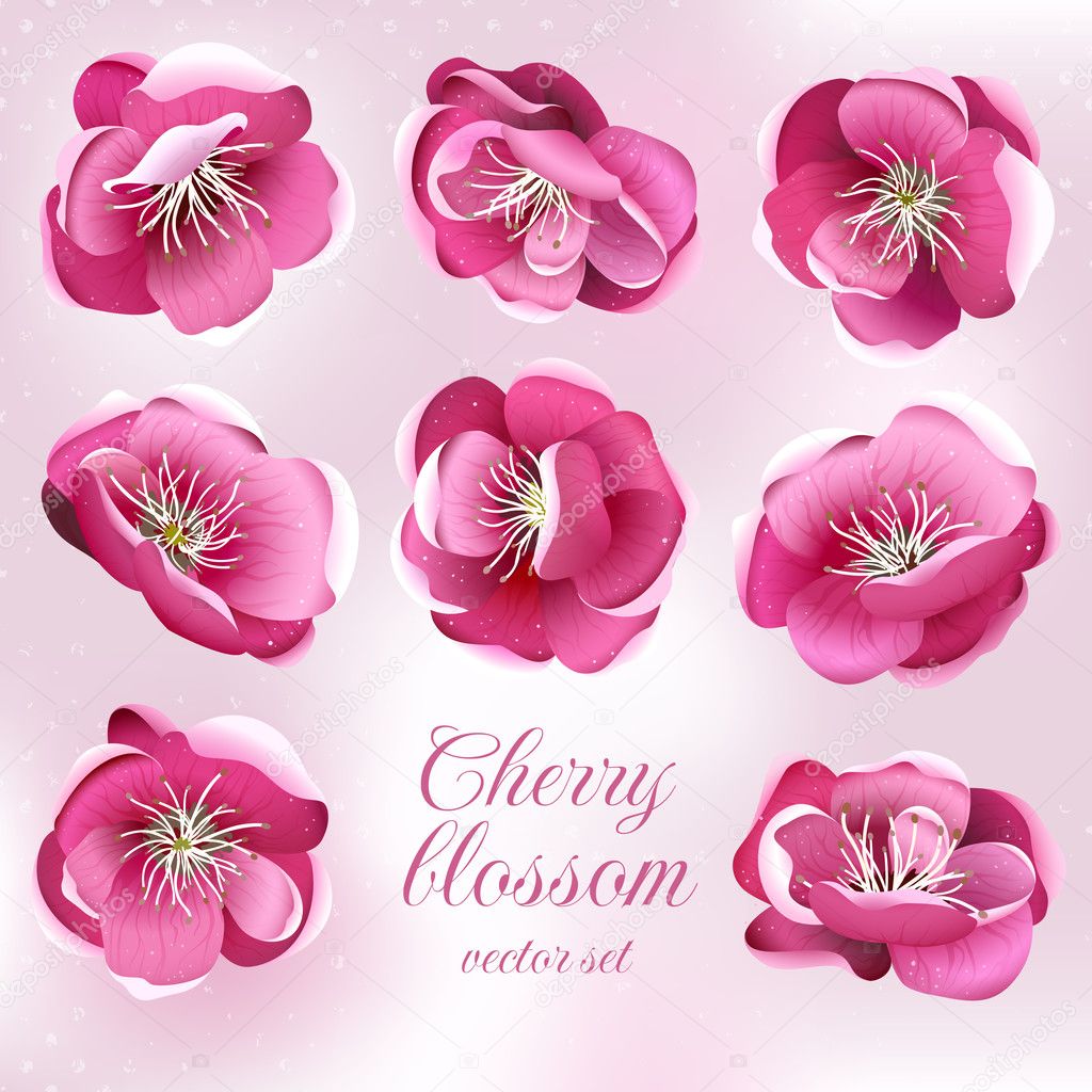 Cherry blossom flowers. Vector set. Stock Vector Image by ©evdakovka
