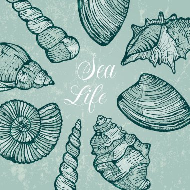 Deniz kabukları ile vektör arka plan