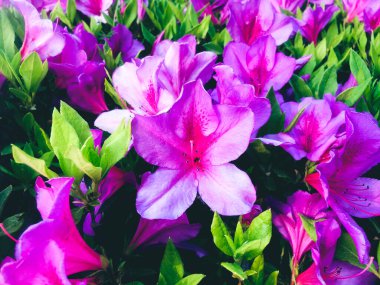 Pembe çiçekler bahçedeki Azalea. Yakın plan.