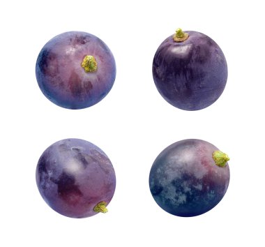 Concord Grapes Isolated on white clipart