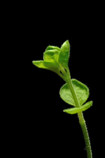 Tomillo de cerca — Foto de Stock