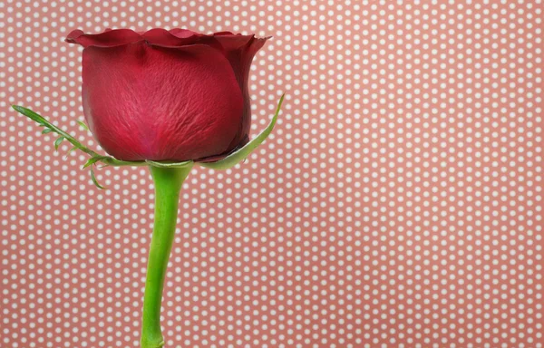 Красная роза Дарка — стоковое фото