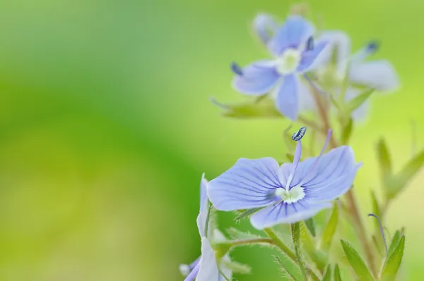 Blue field flowers — Stock Photo, Image