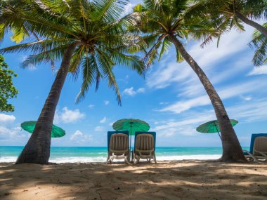 Phuket Tayland Tatil Tatili. Kumlu ve hindistan cevizi palmiyeli tropik plaj. Plaj sandalyesi ve plaj şemsiyesi olan güzel bir plaj.