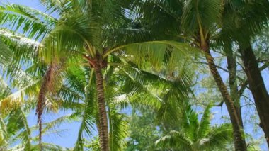 Sahildeki hindistan cevizi palmiyesinin alt görüntüsü. Mavi gökyüzü arkaplanlı yeşil hindistan cevizi palmiyesi.