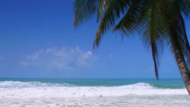 Кокосовые Пальмы Тропическое Море Концепция Летнего Отдыха Пляжного Отдыха Кокосовая — стоковое видео