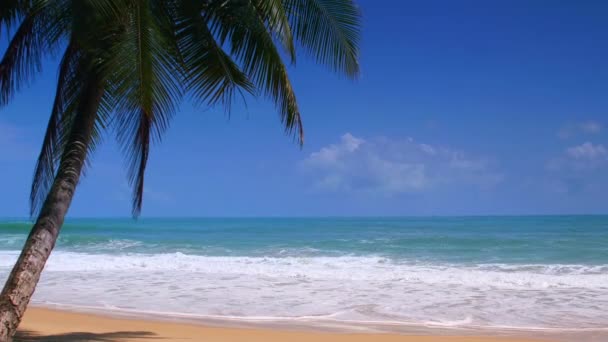Hindistan Cevizi Palmiyeleri Tropikal Deniz Yaz Tatili Tropik Plaj Konsepti — Stok video