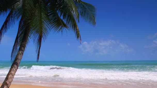 Palme Cocco Mare Tropicale Vacanza Estiva Concetto Spiaggia Tropicale Palma — Video Stock