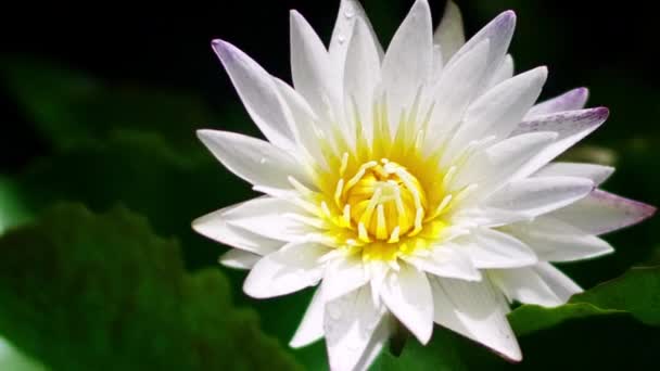 Horní pohled na bílý lotos nebo vodní leknín s lotosovým listem pozadí