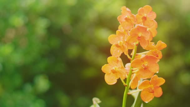 정원에 오렌지 클로즈업하 아름다운 자연적 — 비디오